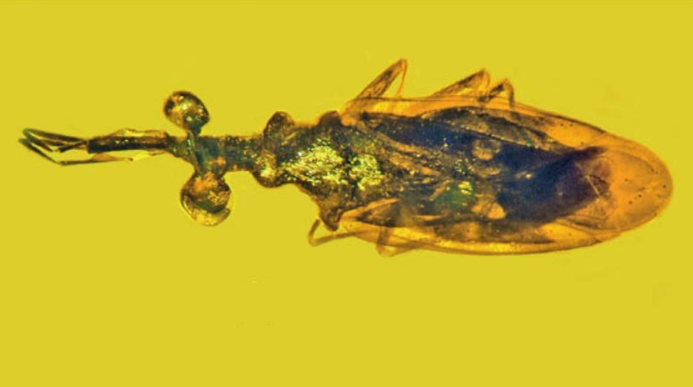 Palaeotanyrhina exophthalma - ein kleiner Käfer aus der Kreidezeit