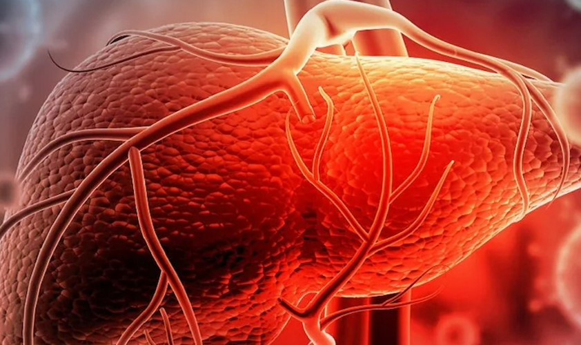 科学者は初めて人体の中で新しい肝臓を成長させます