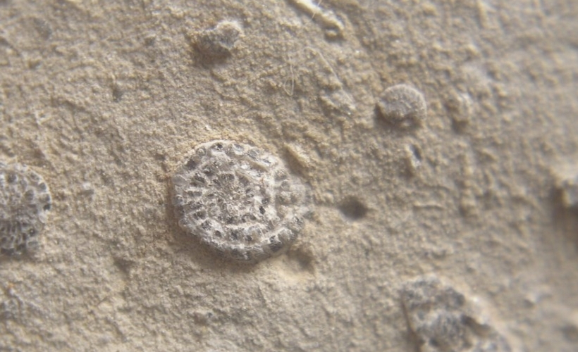 Organismo potenzialmente vivente trovato in un cristallo di 830 milioni di anni