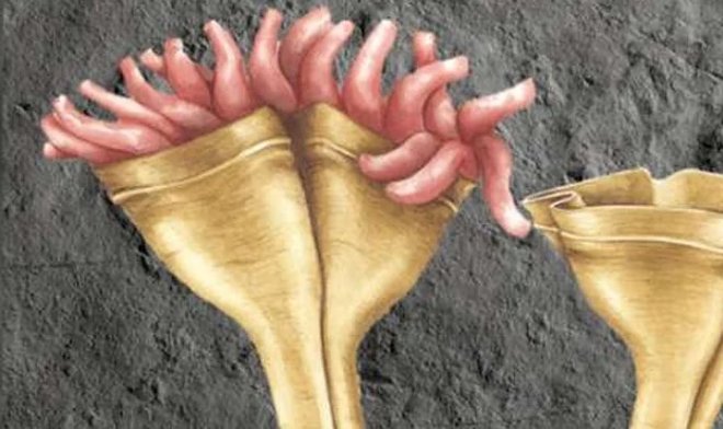 Scoperte creature fossilizzate di 557 milioni di anni