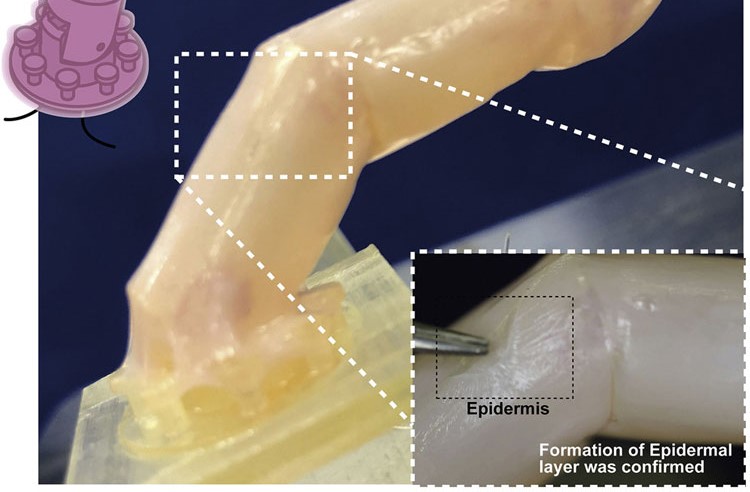 I giapponesi hanno insegnato ai robot a far crescere la pelle dalle cellule umane viventi
