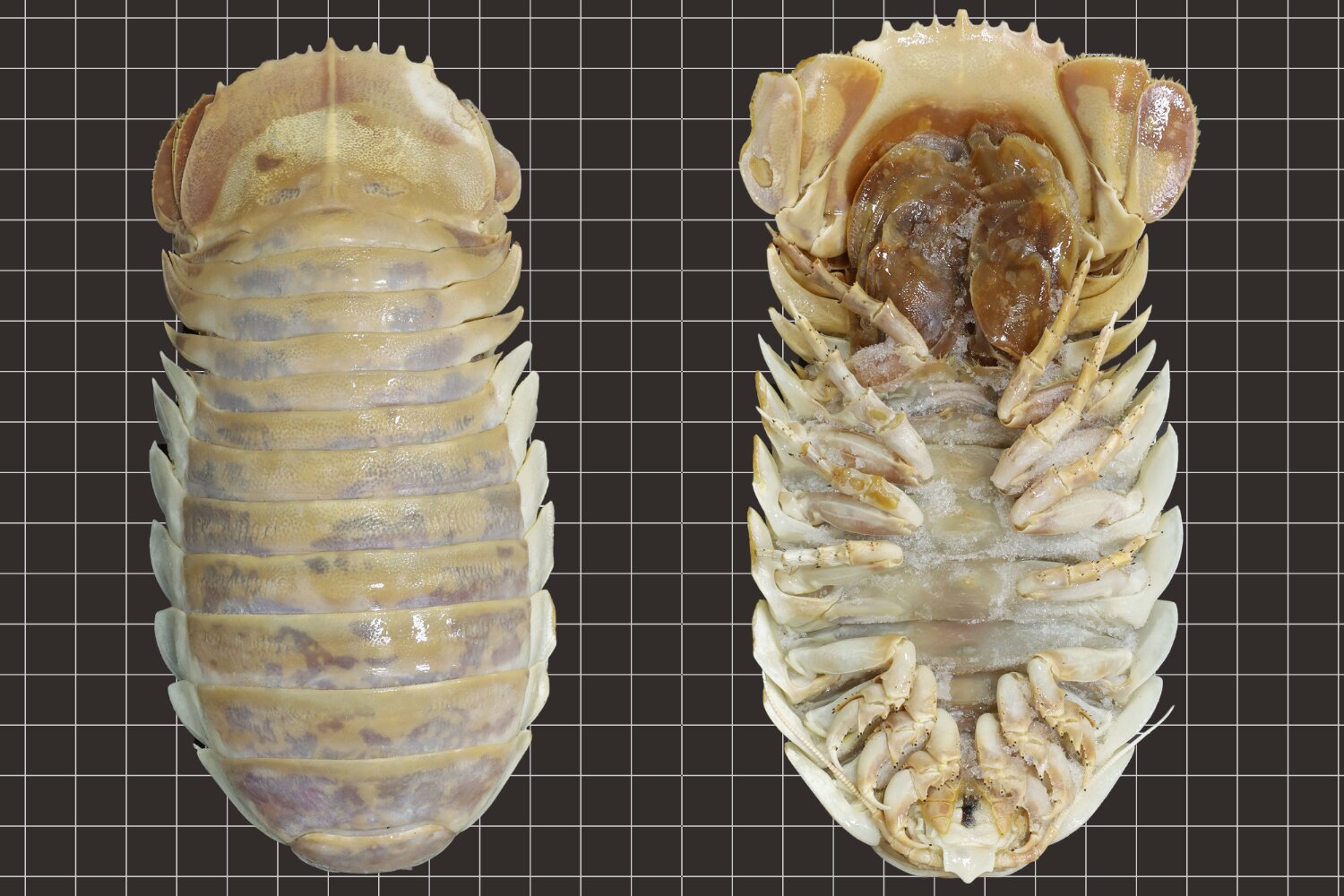 Isopode gigante di acque profonde scoperto a una profondità di 800 metri