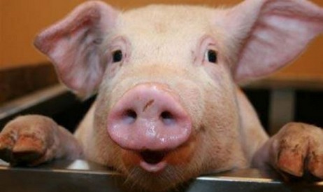 Dänische Biologen haben gelernt, das Grunzen von Schweinen zu interpretieren