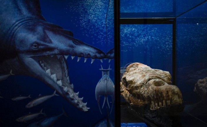 Fossile di balena di 36 milioni di anni trovato nel deserto peruviano