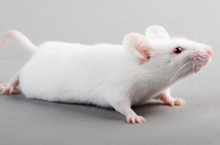 Criou uma droga que imita o efeito da atividade física