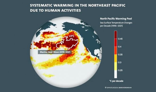 Cientistas rastreiam a fonte da onda de calor mortal Blob no Oceano Pacífico