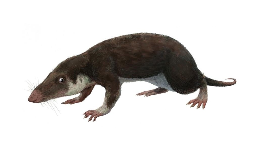 科学者は、すべての哺乳類の共通の祖先のゲノムを再構築しました