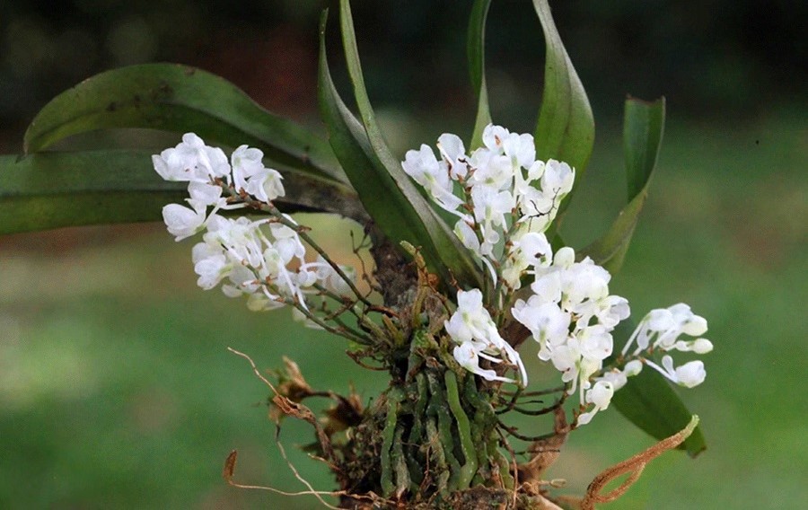 Nuova specie di orchidea scoperta in Tanzania - Rhipidoglossum