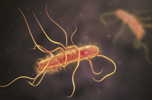 Bactérias criadas para produzir uma droga no intestino para a doença de Parkinson