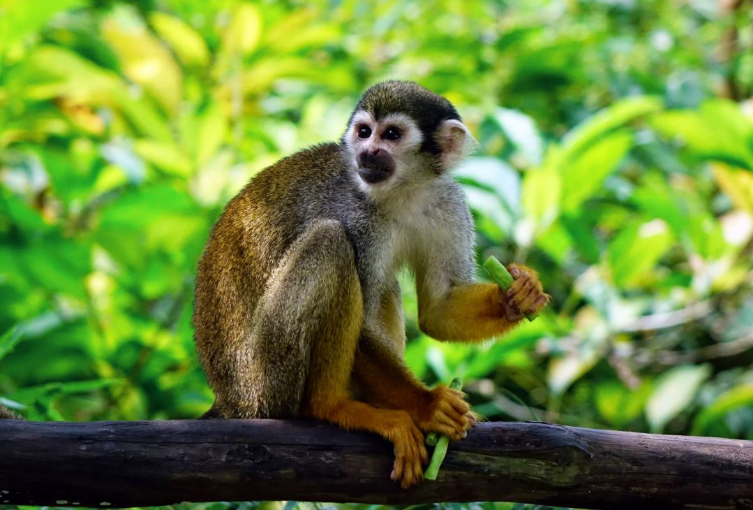 Was sind Affenpocken?