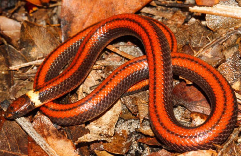 Phalotris shawnell - 과학자들이 파라과이에서 새로운 종의 뱀을 발견했습니다.