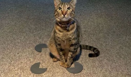 Os gatos amam tanto as caixas que até ficam em quadrados incompletos