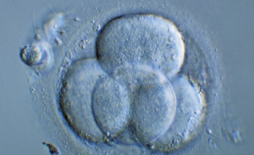 La première étude démontre la sécurité de concevoir de trois parents