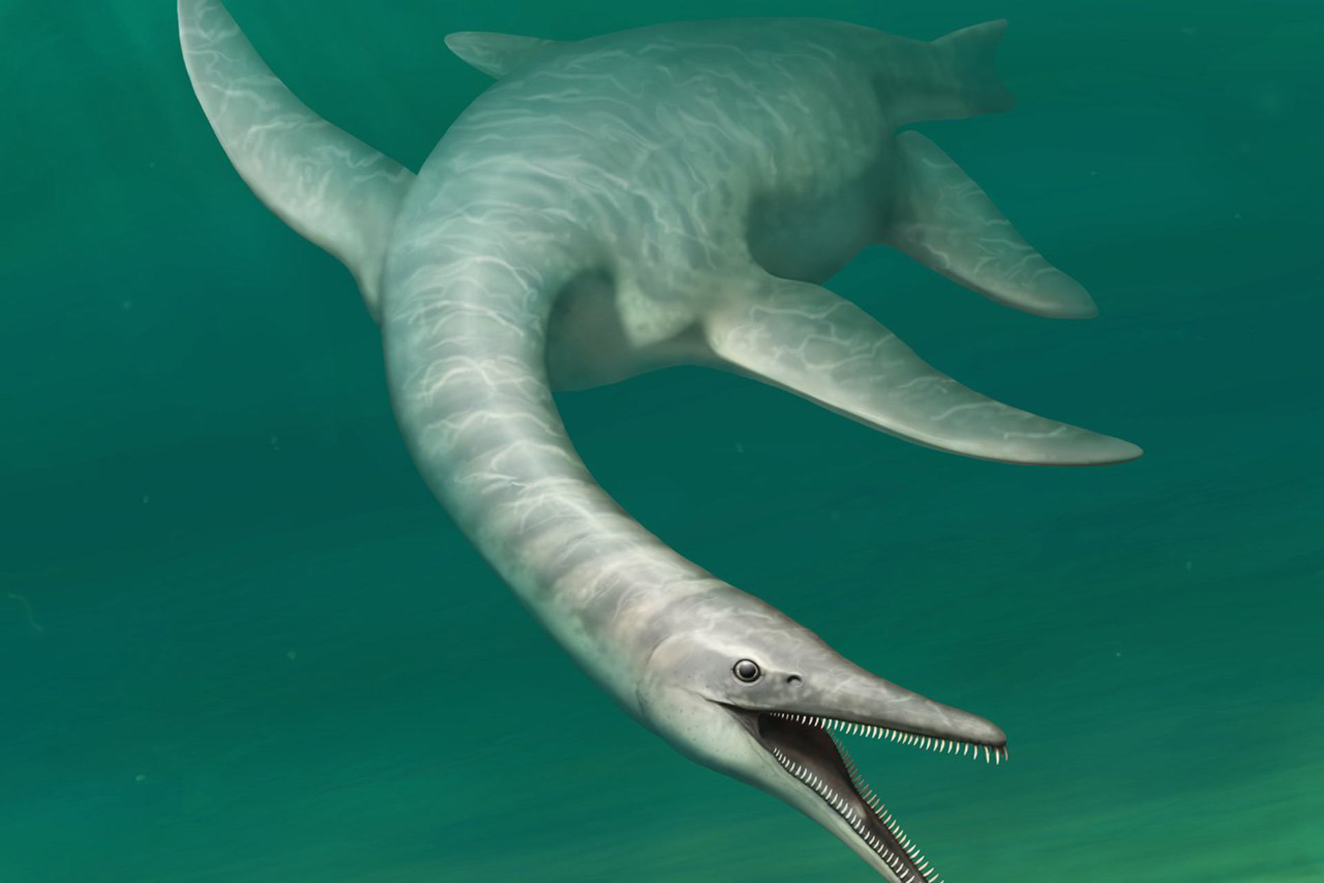 Serpentissuchops pfisterae è una nuova specie di plesiosauro