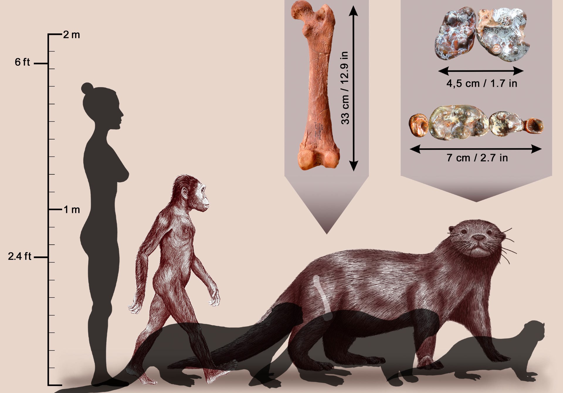 Lontre delle dimensioni di un leone vivevano in Etiopia 3 milioni di anni fa