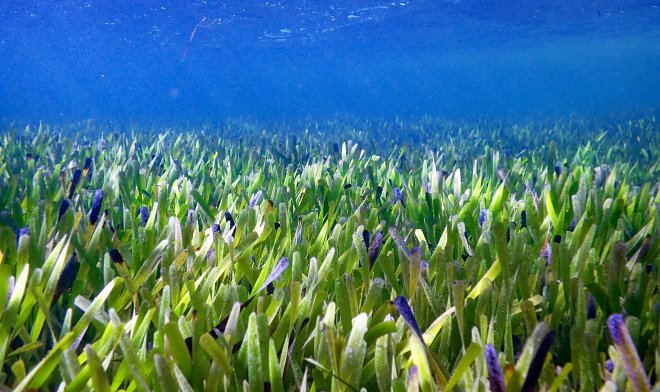 In Australien wurde die größte Pflanze der Welt gefunden