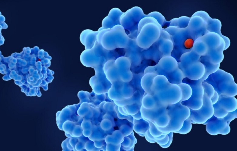 La nuova IA progetta qualsiasi molecola proteica in pochi secondi