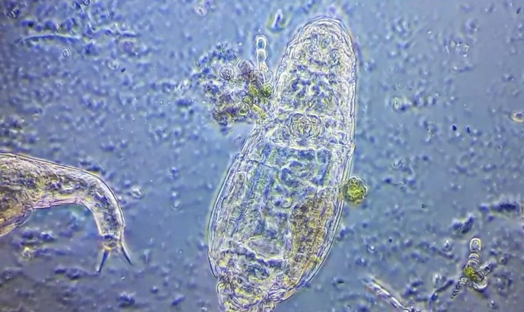 동물은 6천만 년 전 박테리아에서 파생된 새로운 DNA 변형 시스템을 가지고 있습니다.