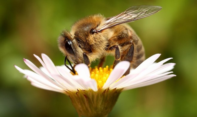 Nach kalifornischem Gerichtsurteil können Bienen als Fische betrachtet werden