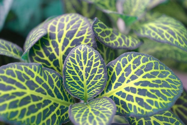 科学者は植物細胞に論理演算を教えます