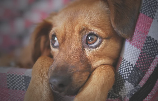 Cosa rende le facce dei cani così attraenti per gli umani?