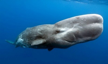 Gli scienziati stanno lavorando per creare un traduttore AI per comprendere il linguaggio delle balene