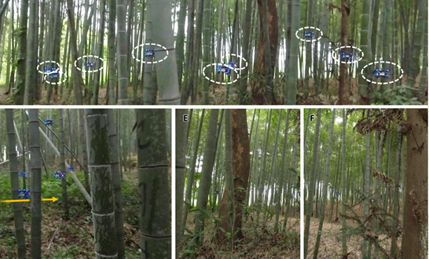 Gli ingegneri cinesi hanno insegnato ai droni a volare nei boschetti di bambù