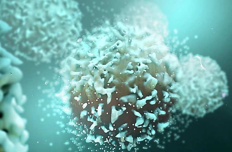 Molécule trouvée pour rajeunir les cellules immunitaires