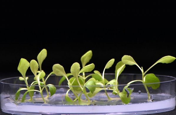 Cientistas inventaram uma maneira de cultivar plantas na escuridão total