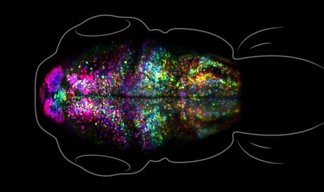 과학자들은 처음으로 뇌에서 기억이 어떻게 형성되는지 실시간으로 보았습니다.