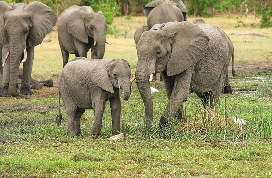 I mammiferi con un cervello grande hanno maggiori probabilità di sopravvivere all'estinzione