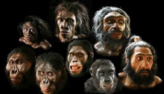 Hominins: les singes fossiles et le mystère de l'évolution humaine