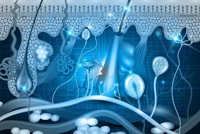 老化を遅らせる新しい方法により、細胞は30歳若く見えるようになります