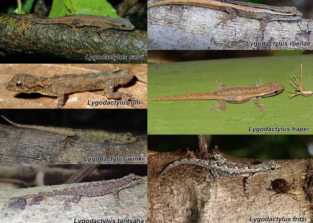 Oito novas espécies de lagartixa pigmeu identificadas em Madagascar