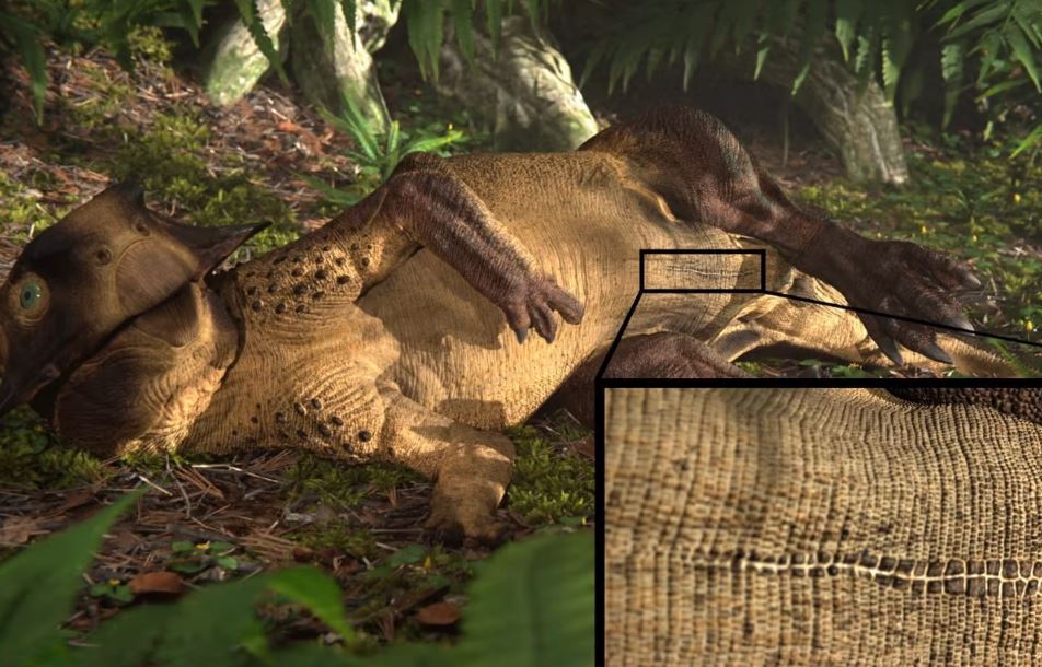 Wissenschaftler entdecken Dinosaurier-Bauchnabel