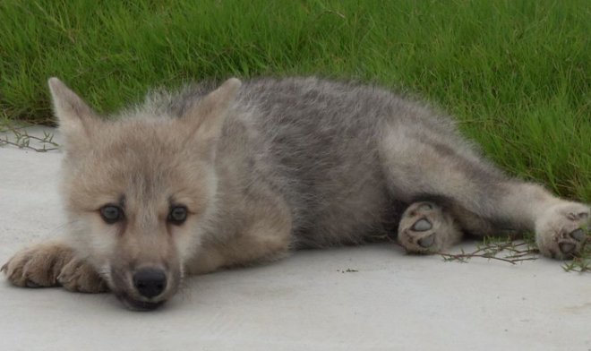 O primeiro clone de lobo do Ártico do mundo nasce na China