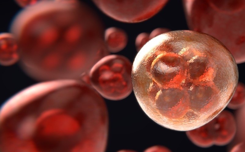 줄기세포 노화 방지 단백질 발견