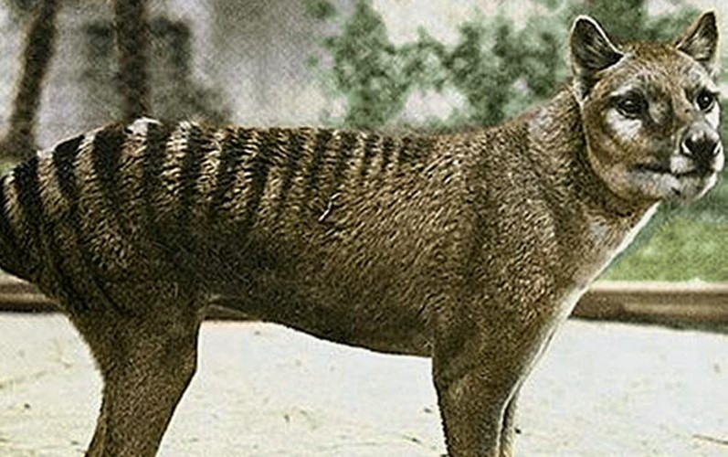 有名な遺伝学者が絶滅したタスマニアオオカミを復活させようとしている