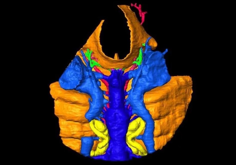 Das menschliche Mittelohr entstand aus den Kiemen von Fischen