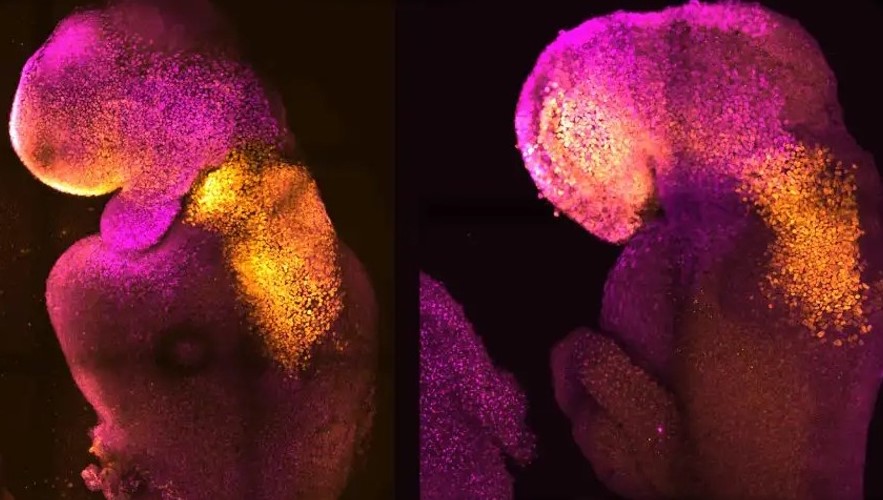 Embryo ohne Ei und Samen zum ersten Mal auf das Stadium eines schlagenden Herzens gebracht