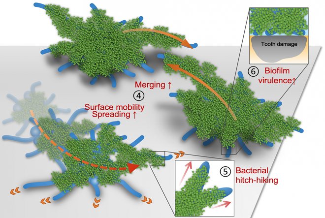 虫歯の原因となる超生物は、歯から歯へとジャンプすることを学びました