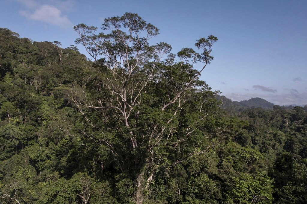 Árvore gigante na Amazônia, com quase 90 metros de altura, descoberta por cientistas