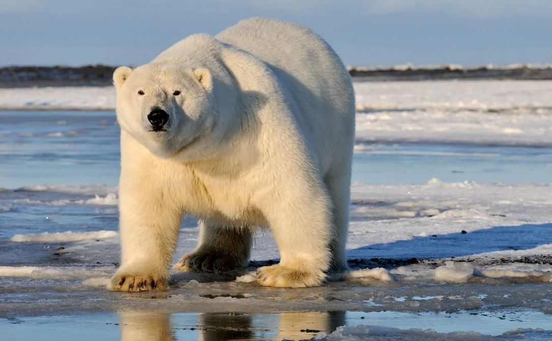Des scientifiques déchiffrent le génome d'un ours polaire vieux de 100 000 ans