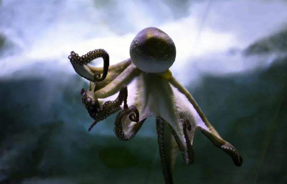 Cérebro de polvo e cérebro humano compartilham os mesmos genes de salto