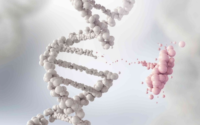 Wissenschaftler haben eine neue Erbkrankheit der Leber und der Nieren entdeckt