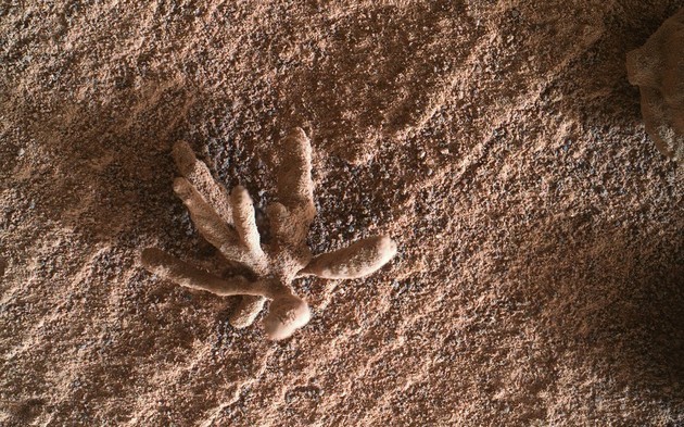Curiosity fand auf dem Mars einen seltsamen blumenähnlichen Felsen