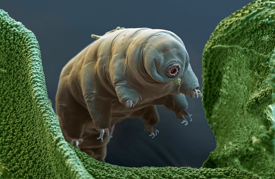 I tardigradi smettono di invecchiare quando sono congelati
