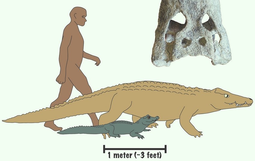 ケニアで発見された中新世のワニの2種