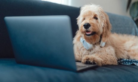 DogPhone consentirà al cane di chiamare il proprietario quando non è in casa
