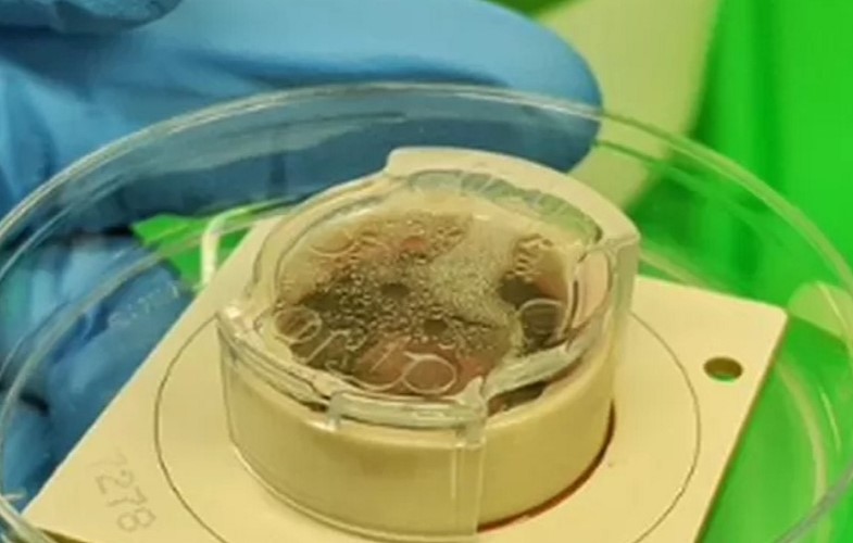 Ai neuroni umani è stato insegnato a giocare a un gioco per computer